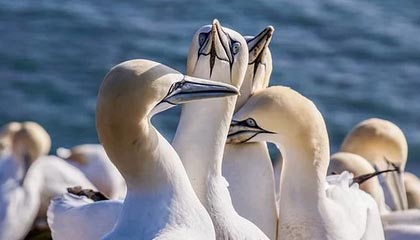 开云官网在线-塞内加尔男足在巴黎奥运会上表现出色，赢得多场比赛，塞内加尔足球明星