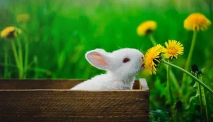 开云官网在线-塞内加尔男足在巴黎奥运会上表现出色，赢得多场比赛，塞内加尔足球明星